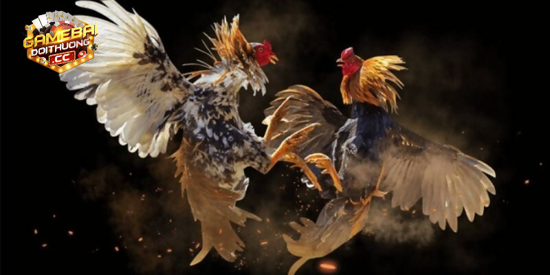 Tổng quan về đá gà cựa dao Indo