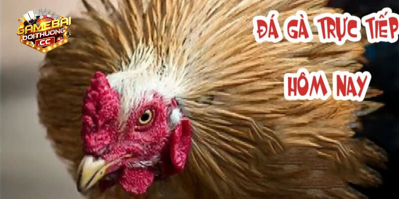 Trang bị thiết bị kết nối internet và tuân thủ trang đăng ký đá gà cựa dao